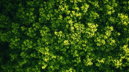Fototapeta premium Lush green foliage creating dense vibrant textured natural background