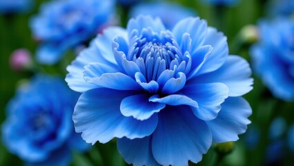 A close-up of vibrant blue carnations in full bloom, showcasing their intricate petal structure.