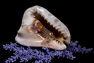 Beautiful King Helmet Shell on Colorful Background