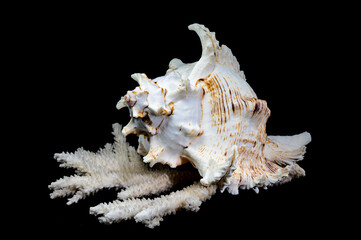 Ramose Murex Shell on white coral black background