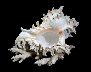 Ramose Murex Shell on white coral black background