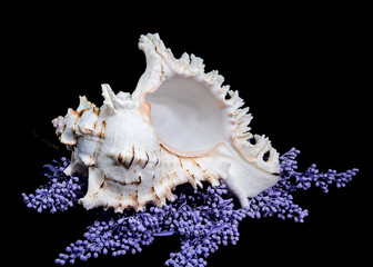 Ramose Murex Shell on Vibrant Background