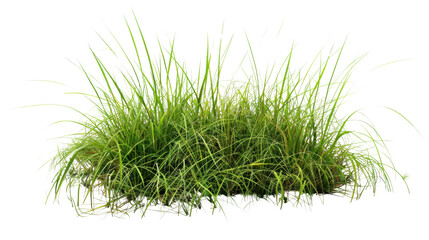 Obraz premium Green grass growing on transparent background