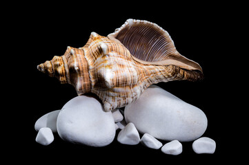 Trapezium Horse Conch on white Rocks black background