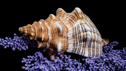Trapezium Horse Conch on Lavender
