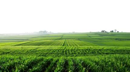 Green fields landscape cultivated land on transparent background