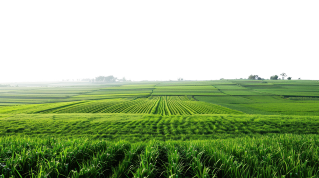 Green fields landscape cultivated land on transparent background