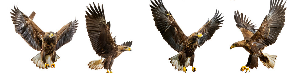 Set of four flying eagles in different poses isolated on transparent background