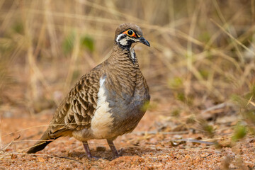 Squatter Pigeon in the Australian outback at Undara National Park