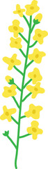 개나리 유채꽃 들꽃 봄 꽃 일러스트 Forsythias canola flower wild flower spring flower illustration