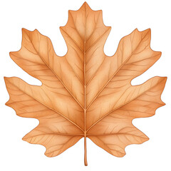 Fototapeta premium Detailed Light Brown Oak Leaf with Intricate Veins on Transparent Background