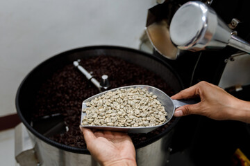 person's hands holding a scoop of unroasted, coffee beans over a container of roasted coffee beans. The contrast highlights the difference between raw and roasted states.