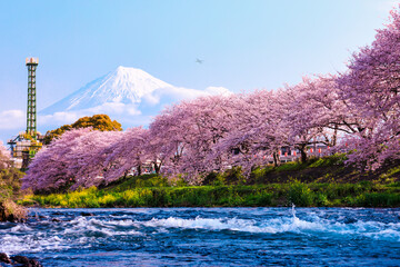 Beautiful blooming cherry blossoms or Sakura with Mount Fuji in the background in Shizuoka Japan.