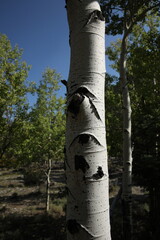 Closeup of Tree Bark