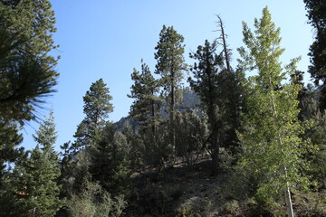 Forested Hillside in Nevada