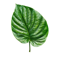 Obraz premium Lush Green Betel Leaf Isolated on White Background Botanical Beauty Nature Plant