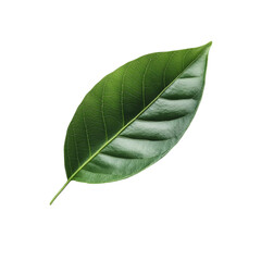 Obraz premium Green Leaf Nature Abstract Background,