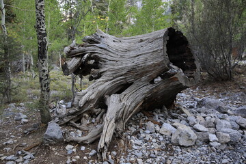 Side of Large Tree Stump