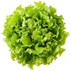 fresh green romaine lettuce isolated on white or transparent background