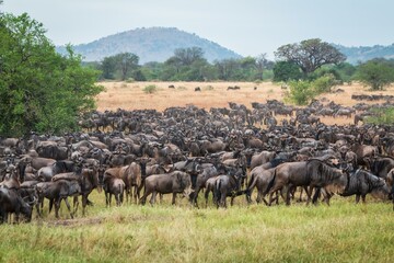 Massive Wildebeest Migration Across African Savannah Landscape, Great Migration, Serengeti, Tanzania, Africa