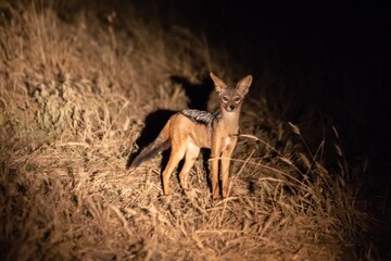 Jackal Standing in Grassy Field Illuminated by Light, Tarangire National Park, Tanzania, Africa © Bossa Art
