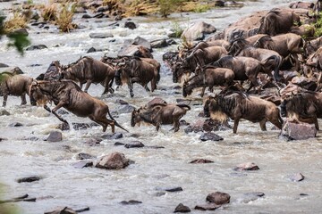 Wildebeests Crossing a River During Great Migration, Serengeti, Tanzania, Afirca