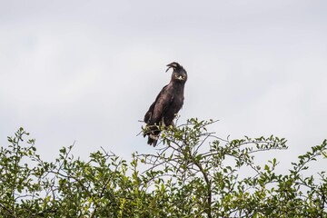Long-Crested Eagle Perched: A Majestic African Predator, Serengeti, Tanzania, Africa