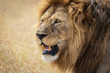 Close-up of a Powerful Male Lion, Serengeti, Tanzania, Africa