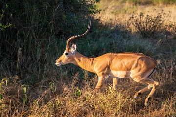 Male Impala Walking Through Brush in Golden Light, Serengeti, Tanzania, Africa