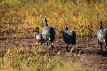 Guineafowl Strolling: A Glimpse of African Wildlife, Serengeti, Tanzania, Africa