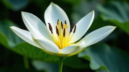 Fototapeta premium A close-up of a moon lily with white petals and yellow stamens, set against a blurred green background.