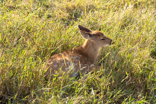 A little deer resting in the grass in China
