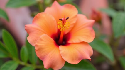 Fototapeta premium A vibrant peach flower with delicate petals and a prominent yellow stamen in the center.