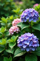 Hydrangea flowers in a garden surrounded by lush greenery , flowers, greenery, nature scene