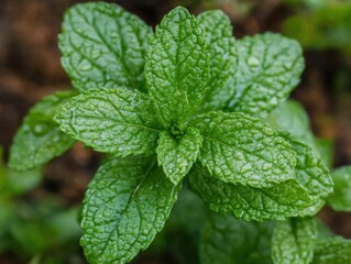 Fresh mint plant with vibrant green leaves glistening with water droplets in a natural light setting