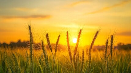 Fototapeta premium Golden Hour in the Wheat Field: A Serene Sunset