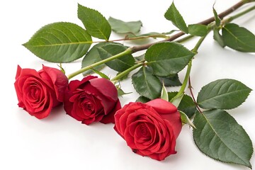 Naklejka premium Close-up of red rose isolated on white background , red rose placed on a black background, emphasizing the contrast of color and texture.