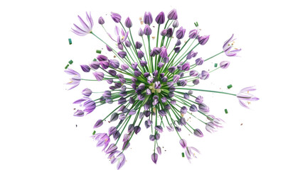 Blooming chive flower head with transparent background