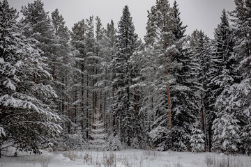 Snow-covered trees in December 2024, near the village of Baranchinsky, Urals.
