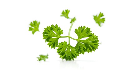 A fresh sprig of parsley with curly leaves sitting on a plain white surface