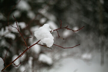 Snow-covered trees in December 2024, near the village of Baranchinsky, Urals.