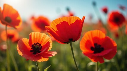 Obraz premium Bright red poppies in a field under a clear blue sky, perfect for a poppy wallpaper.