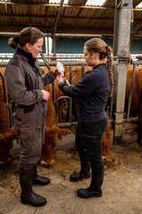 Campagne de vaccination contre la FCO (fièvre catarrhale bovine). Eleveuse en train de vacciner une vache limousine avec le vaccin de la marque Bluevac.. Décembre 2024