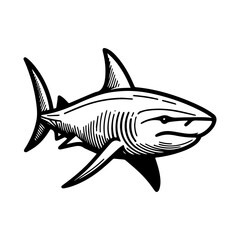 Fototapeta premium a illustration of shark