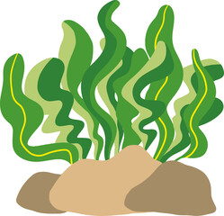 미역과 돌 seaweed with stone 