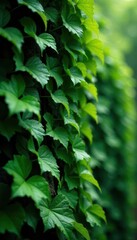 Obraz premium Lush green rampicante vines overgrown with dense foliage, foliage, vine, outdoor