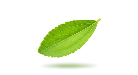 Obraz premium A fresh stevia leaf with vibrant green color resting on a clean white background