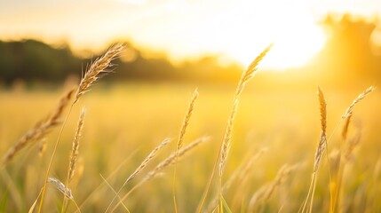 Obraz premium Golden Sunrise Over Wheat Field with Soft Golden Light and Gentle Breeze in the Air : Generative AI