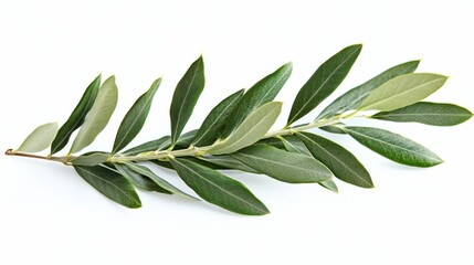 Studio shot of vibrant olive branch with lush green leaves against a clean white background showcasing natural beauty and freshness for healthy lifestyle