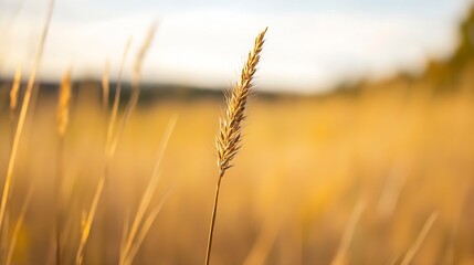 Fototapeta premium Golden Grass Spike in Stunning Natural Field at Dusk with Soft Focus Background : Generative AI
